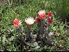 <em>Helichrysum adenocarpum</em>